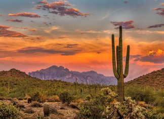 The Complete Saguaro National Park Camping Guide