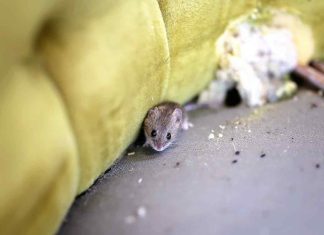 How To Keep Mice Out Of An RV – 8 Methods That Work!